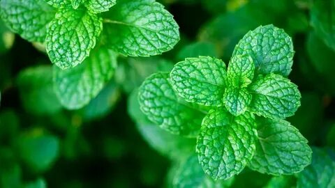 لیست قیمت سبزی نعناع خشک اعلا + خرید مستقیم